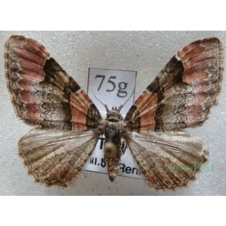 Catarhoe rubidata (Denis & Schiffermüller, 1775) Paśnik czerwieniak Czech75g